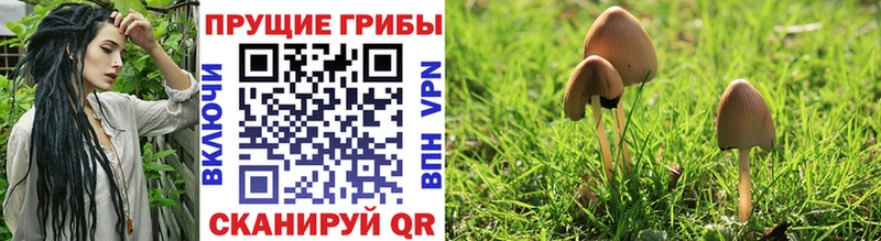 Купить где  Заозёрный  Галлюциногенные грибы Cubensis 